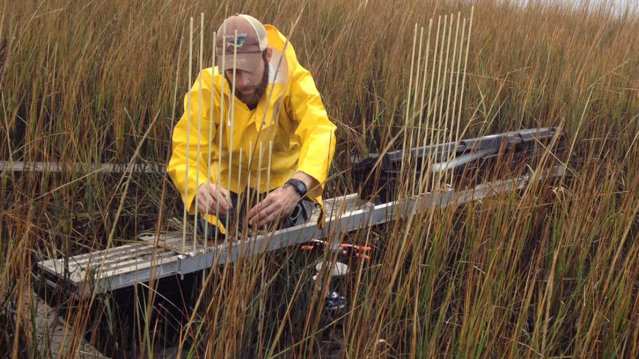 Using a surface elevation table to measure marsh elevations at the North Carolina Reserve.
