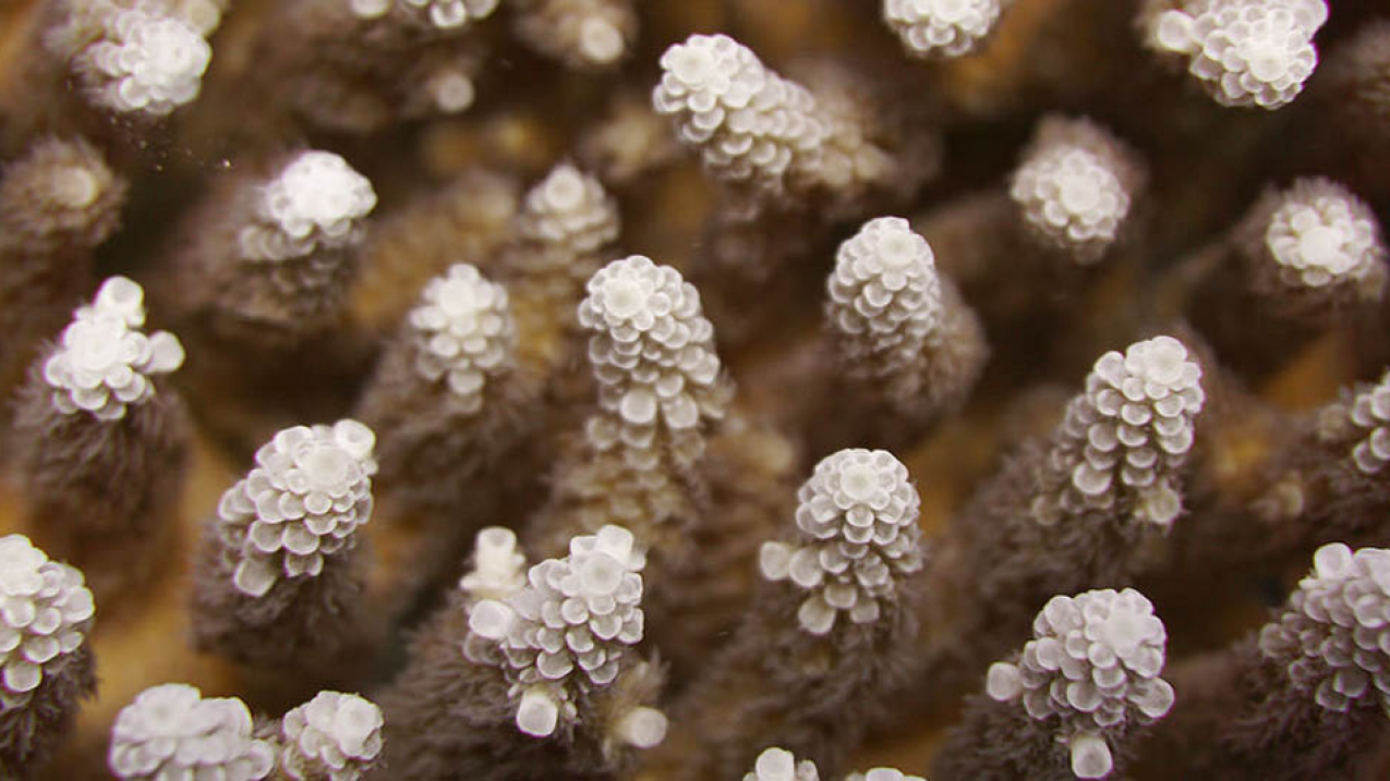 Corals at Pagan Island, an uninhabited volcanic island in the Mariana Islands archipelago in the Pacific Ocean, seem to have fared much better than other areas. Here is a close-up of an Acropora coral, typically more susceptible to bleaching events, which appears to be doing just fine. 
