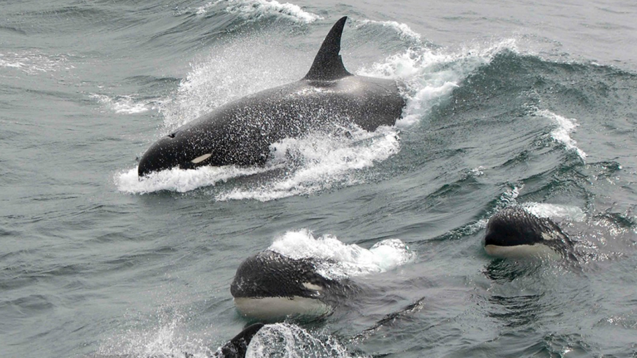 International scientists encountered unique pod of orcas similar to the unidentified animals seen in this 2011 photograph.