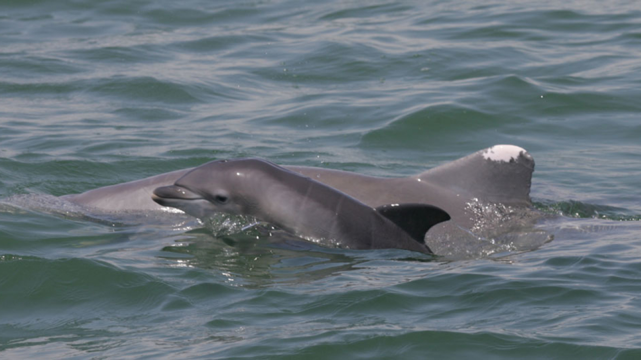 Bottlenose dolphins have been dying in record numbers in their mothers' womb or shortly after birth in areas affected by the 2010 Deepwater Horizon oil spill in the Gulf of Mexico. 
