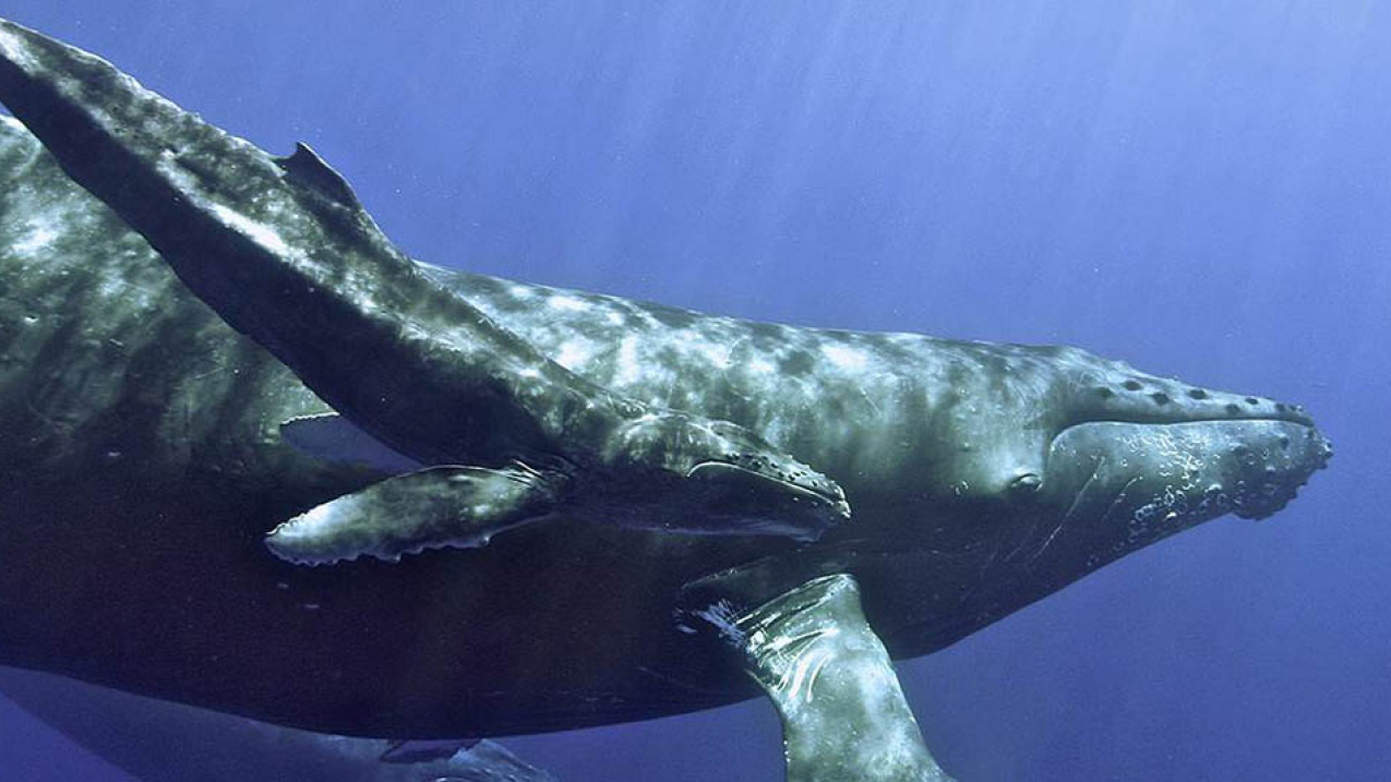 A humpback whale and calf in the Hawaiian Islands Humpback Whale National Marine Sanctuary.