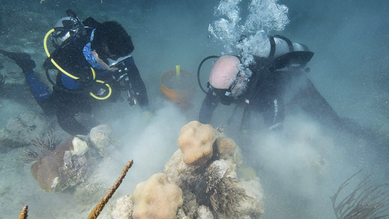 Divers perform coral restoration in Puerto Rico at the end of February 2018. In just one day of the mission, 110 corals were reattached — mostly Orbicella annularis and some brain corals, ranging from 20-50 centimeters in size.