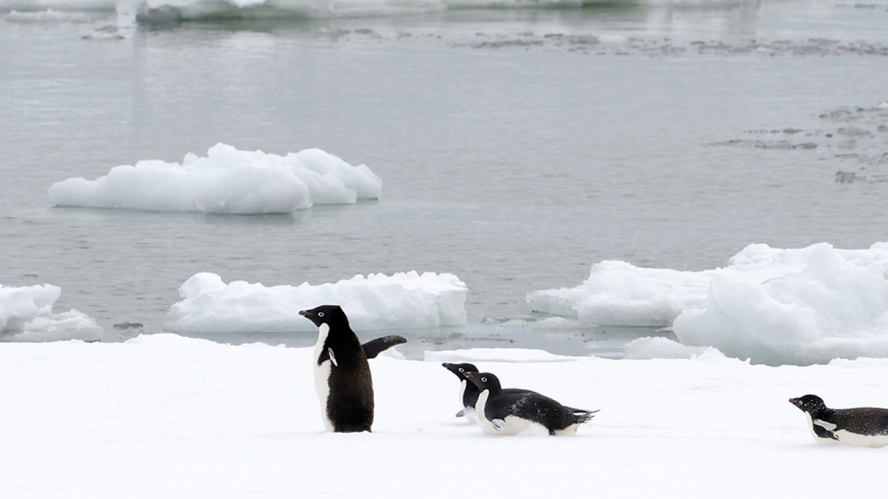 Adelie penguins in the Ross Sea. 
