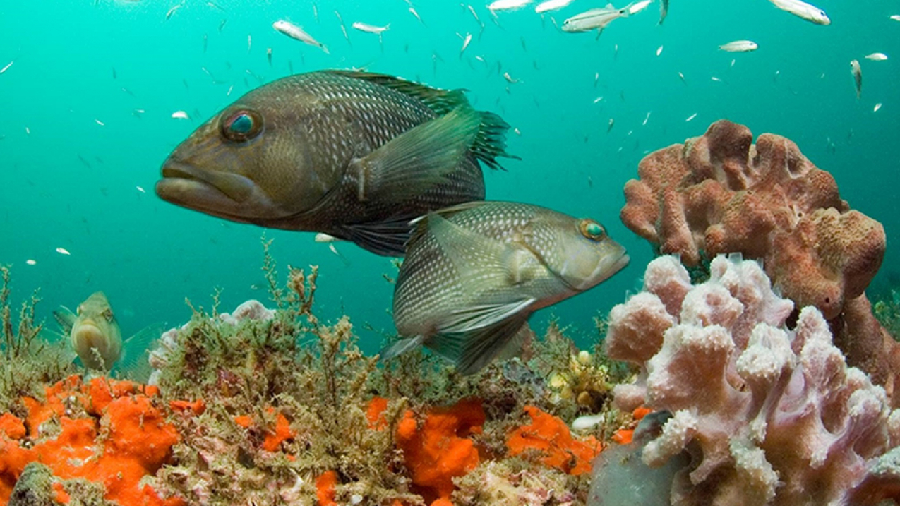 Healthy coral reefs are one of Earth’s most valuable ecosystems, and support thousands of marine life species. Here, black sea bass swim through the reef in Gray’s Reef National Marine Sanctuary.