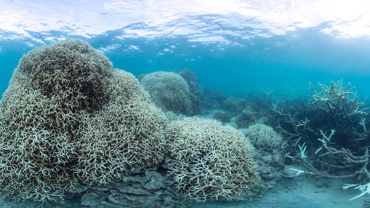 Coral bleaching at Lizard Island on the Great Barrier Reef, March 2016.
