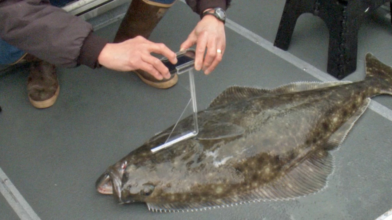 By gathering halibut length and weight data and using smartphone technology, Alaskan recreational fishermen can improve survival for halibut after release