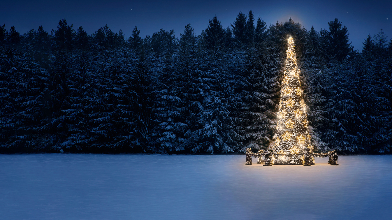 One tall tree decorated with white and gold Christmas lights stands among evergreens in a forest.