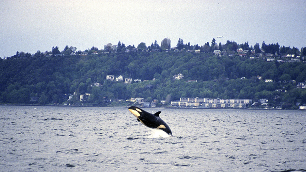 Springer leaps from the water near Vashon Island in 2002 before the wayward calf was captured and returned home near the north end of Vancouver Island in British Columbia.