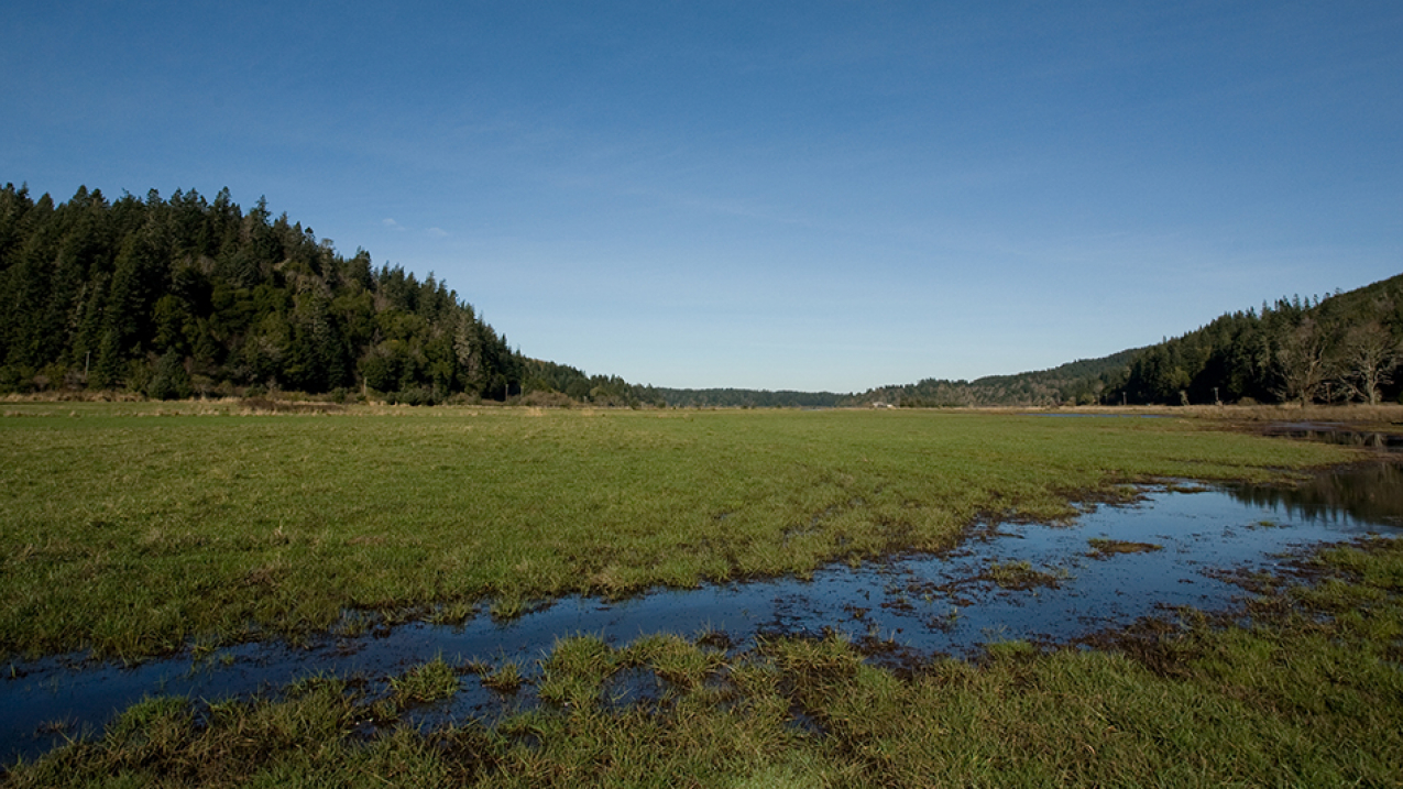 The Lowe Creek restoration project restored estuary and wetland habitat, which is important for Oregon Coast chinook and coho salmon.