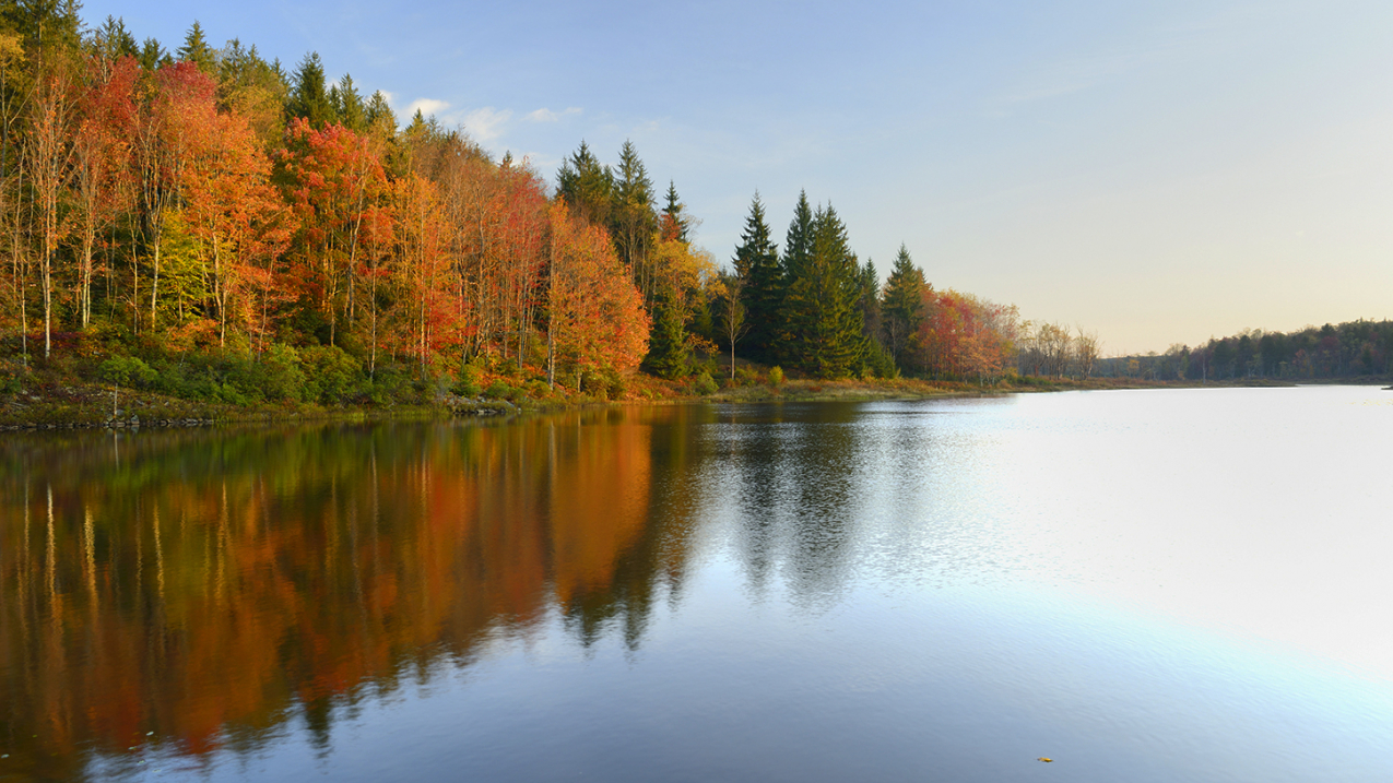 Vivid colors of fall trees reflecting in West Virginia lake. 