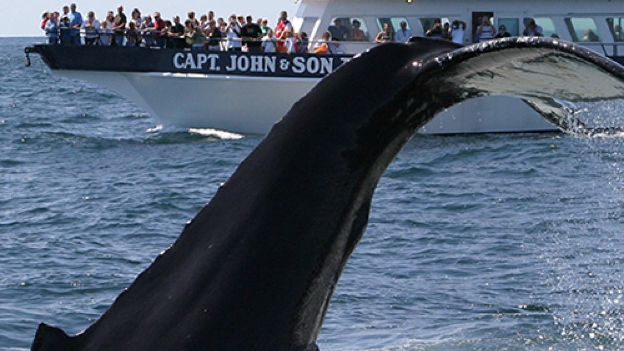 Whale watchers get a glimpse of a humpback.