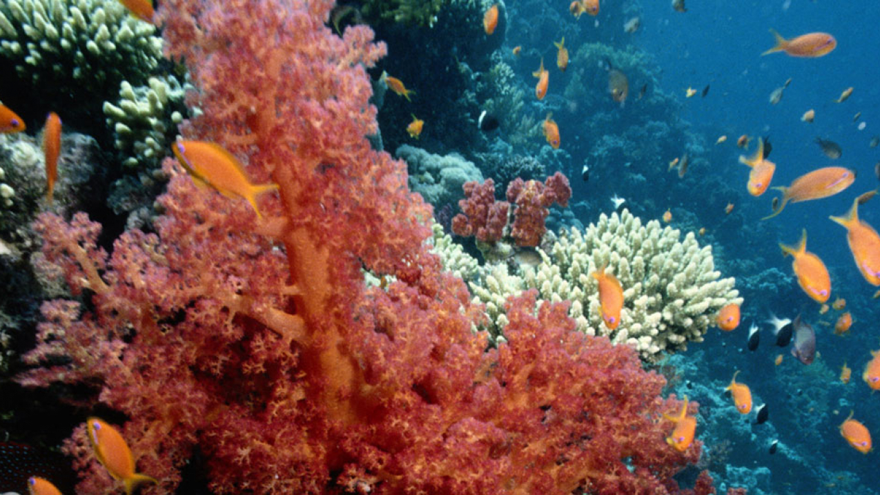 A colorful coral reef teeming with fish.
