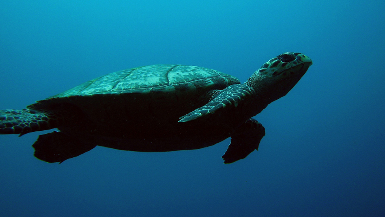 Hawksbill sea turtle swimming.