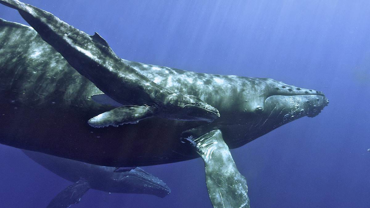 Marine animals, including humpback whales, use underwater sound to communicate, navigate, find food and mates, and avoid predators. 
