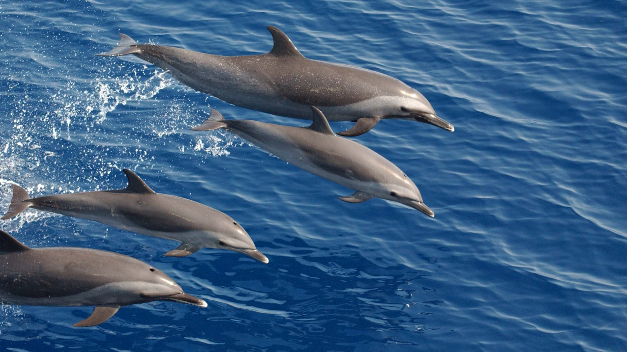 NOAA's Ocean Noise Strategy Roadmap looks at the effects of ocean noise on marine life, such as these pantropical spotted dolphins.