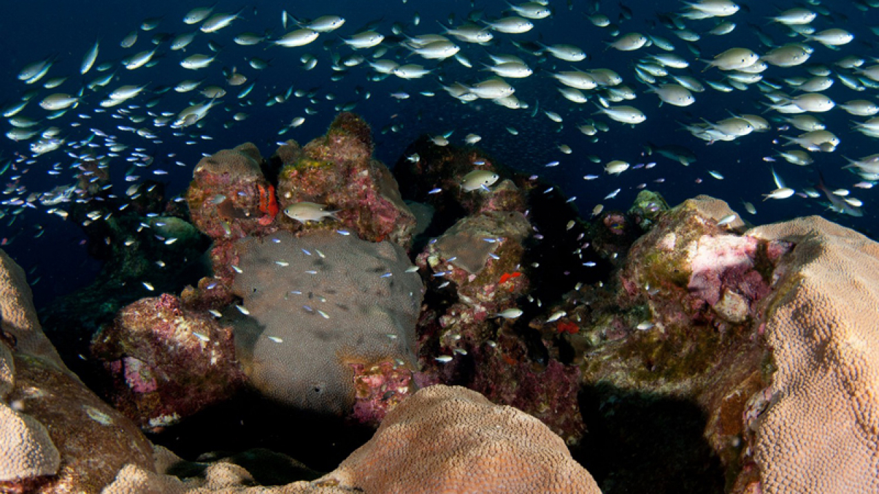 Brown chromis (Chromis multilineata) and other small reef fish swim over large boulders of Great Star Coral (Montastraea cavernosa) in Flower Garden Banks National Marine Sanctuary.