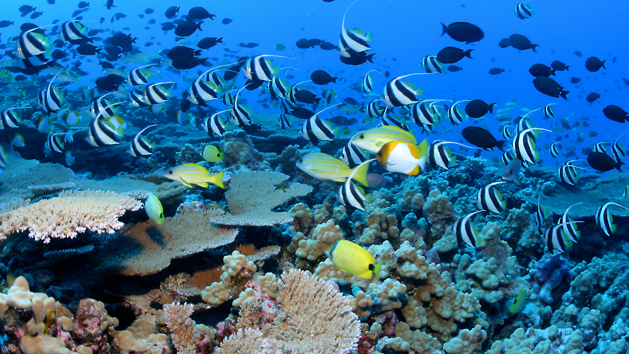 Coral reef ecosystems | National Oceanic and Atmospheric Administration