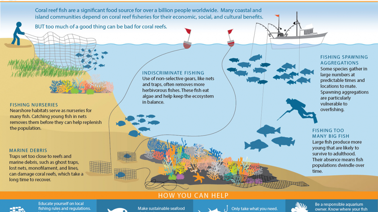 Overfishing: Threat to coral reef infographic. 