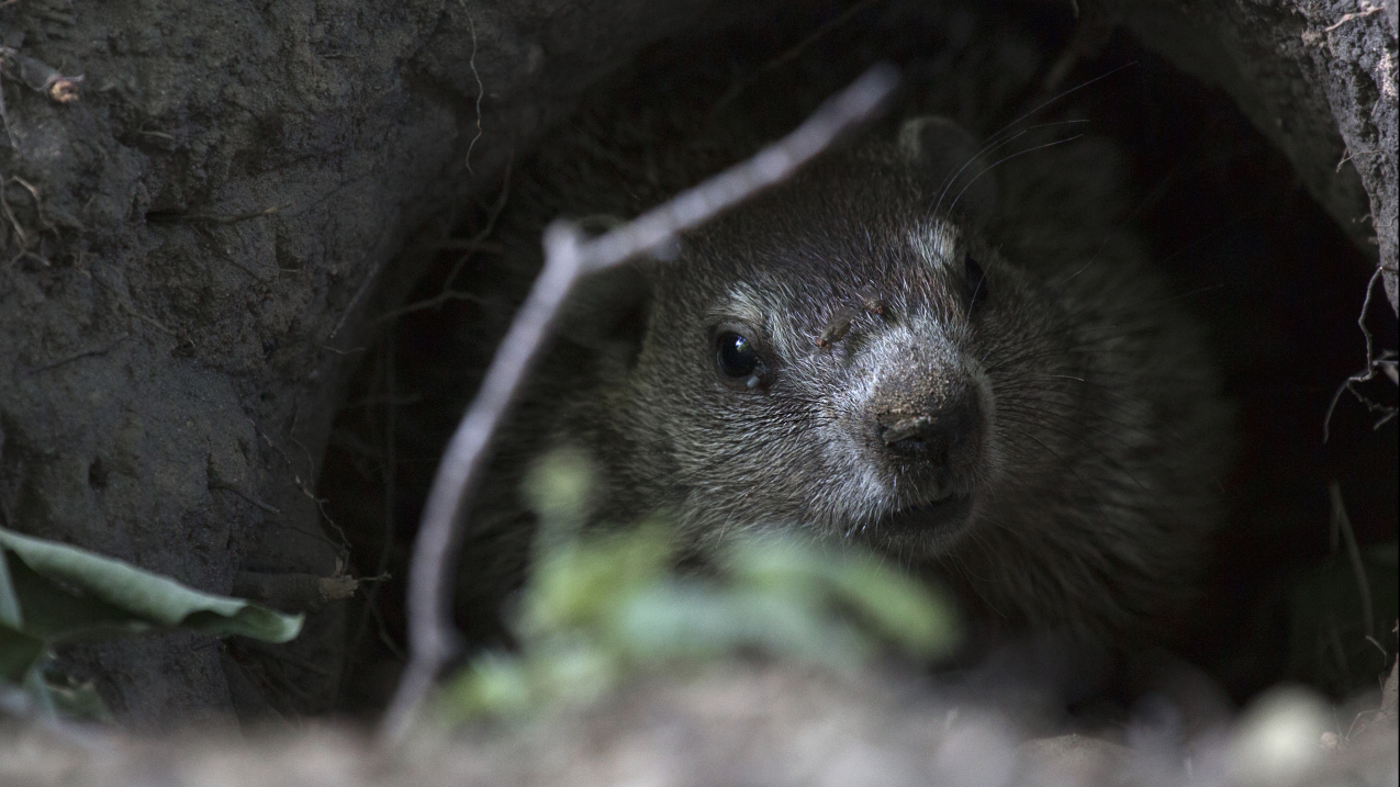 This curious groundhog isn't Punxsutawney Phil, but he (or she) sure is cute.