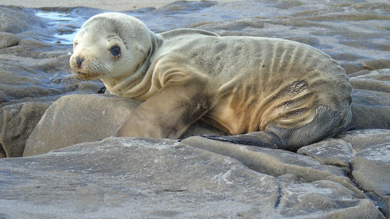 Sea lion pup under normal weight - Feb 2015