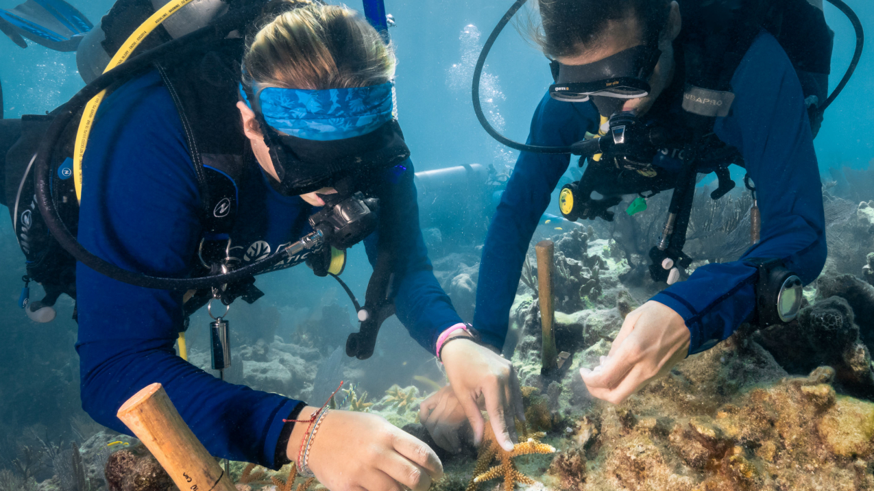 Coral Restoration Foundation divers transplant nursery-grown staghorn coral to Carysfort Reef in 2018. On Dec. 9, NOAA will announce a major coral reef restoration strategy targeting seven reefs in the Florida Keys. 

