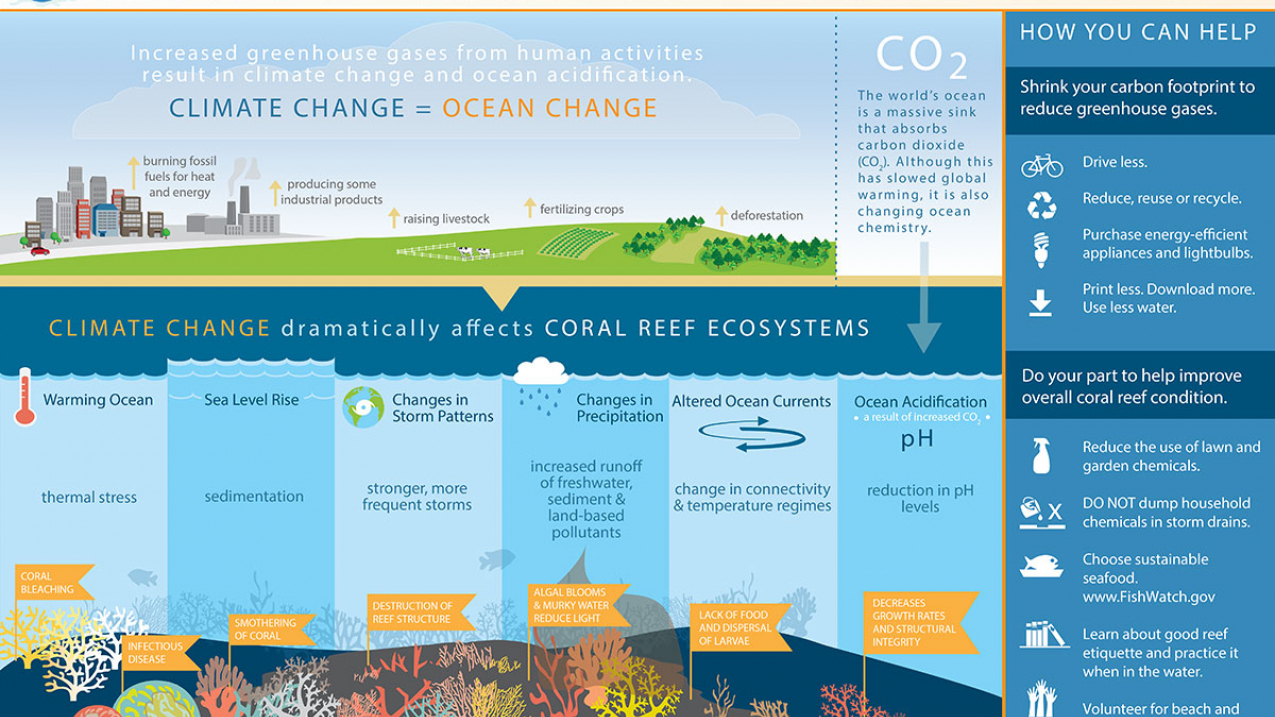 Here's how climate change can adversely affect coral reefs.