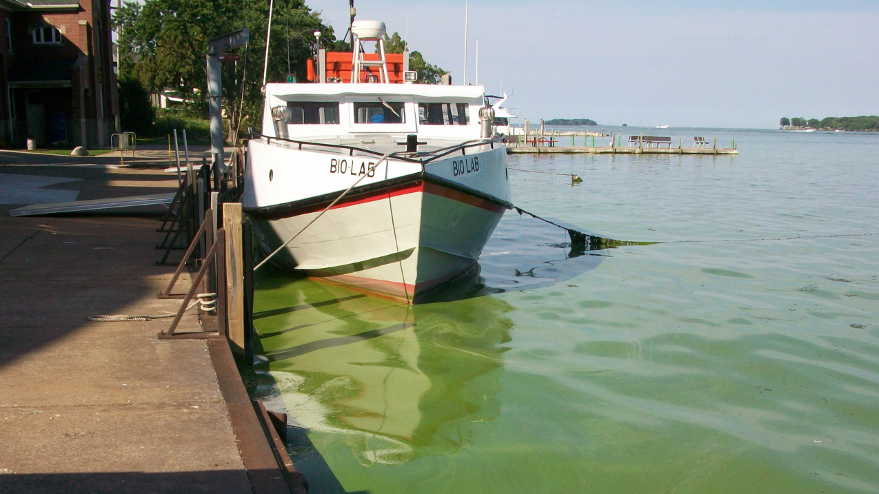A harmful algal bloom at Ohio State University's Stone Laboratory in 2015.