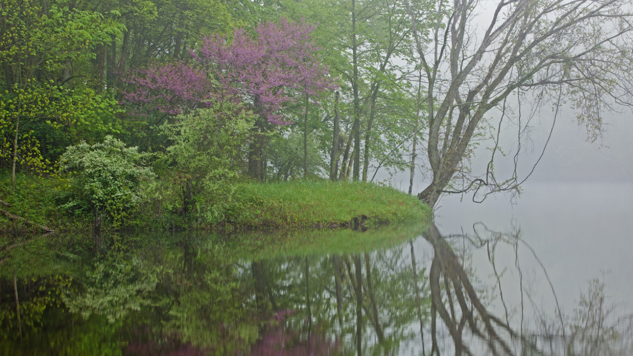 Springtime along the foggy shoreline of the Kalamazoo River with a redbud tree in bloom. Michigan, USA. March 2020.

