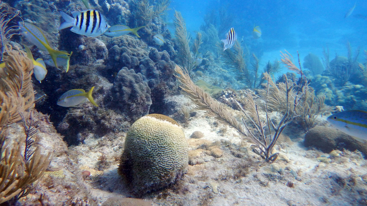 A diseased brain coral in Looe Key, Florida. The disease is leaving a white band of recently dead skeleton in contrast to the healthy, yellow/brown tissue. 