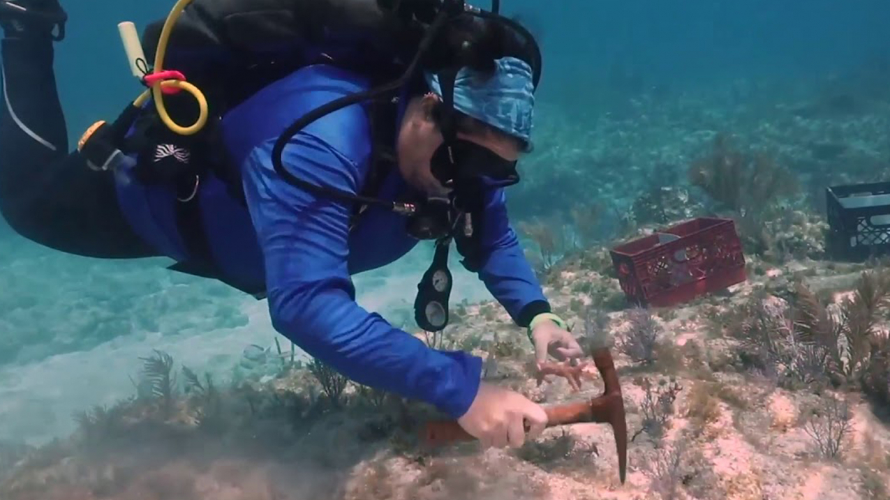 Diver transplants nursery-grown staghorn coral to reef in the Florida Keys National Marine Sanctuary as part of NOAA’s recovery effort — Mission: Iconic Reefs. 
