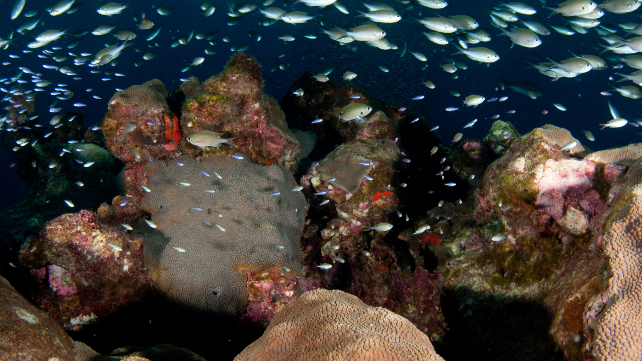 The reef caps of East and West Flower Garden Banks are dominated by high coral and coralline algae cover, providing habitat for multitudes of reef fish and invertebrates. 