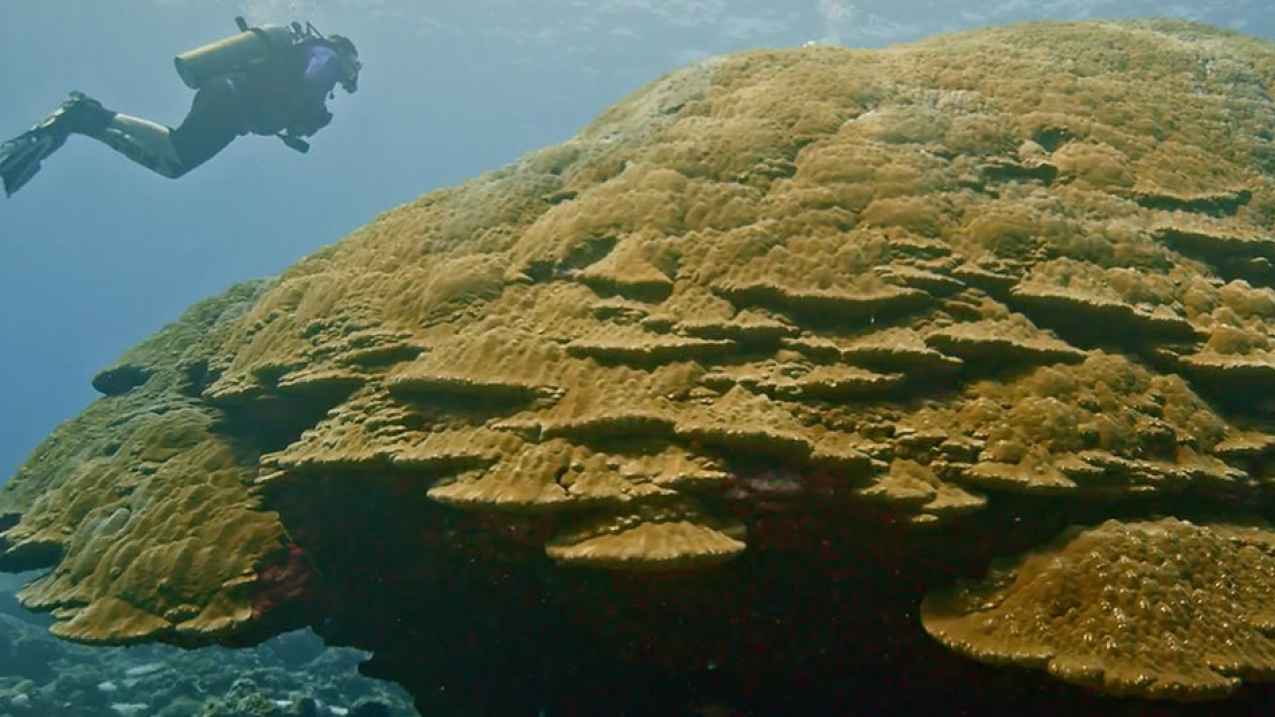 Pictured: Big Momma, a large coral head, in the National Marine Sanctuary of American Samoa. NOAA-funded researchers have recently identified a NEW, record-sized coral colony at Ta’u Island in American Samoa, even larger than the island’s Big Momma colony, one of the largest in the world.