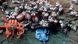 An octopus, sea star, bivalves and dozens of cup coral all share the same overhang in an area adjacent to the Hudson Canyon off the coast of New York and New Jersey.  These are very typical of what occurs throughout this area.