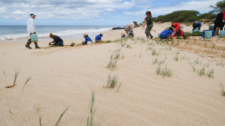 A group of teachers planting grass on a sandy beach. The ocean is calm with a slight shore break. Some people are on their knees in the sand planting grass patches while other water the new plants with five gallon jugs of water. 