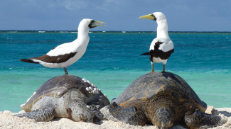 A pair of masked boobies perch themselves on top of two green sea turtles resting on a beach in the Papahauanmokuakea Marine National Monument in the Pacific.