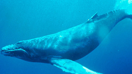 A humpback whale in the singing position.