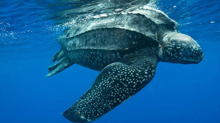Leatherback sea turtle swimming on the ocean’s surface.