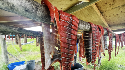 Salmon dries on a rack in Quinhagak, Alaska in July 2023. Photo by Alice Bailey.