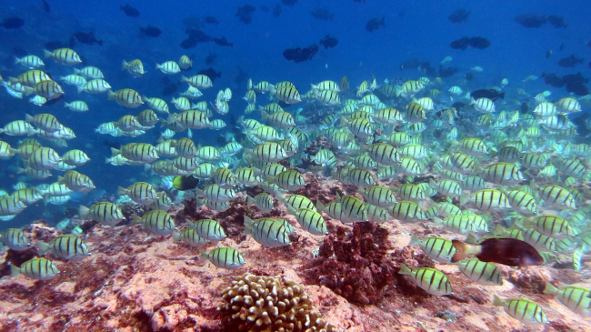 Convict tang fish found near the remote Pacific Island of Jarvis Island. 