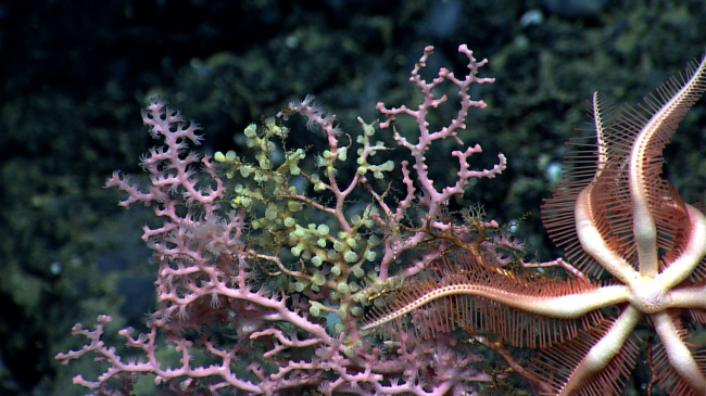 Pink bubblegum coral and a sea star 