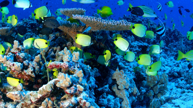 Reef fish at French Frigrate Shoals in the Papahanaumokuakea Marine National Monument.