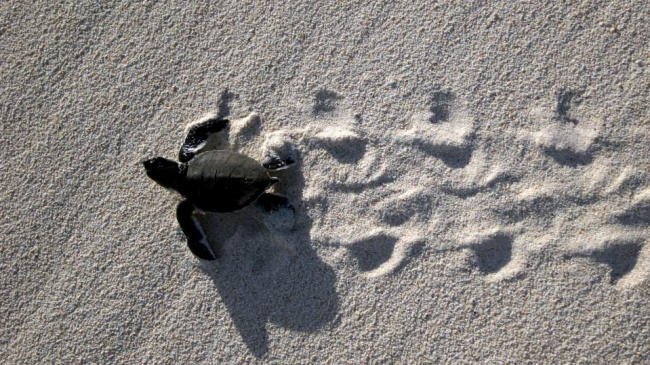 Baby turtle walking across the beach.