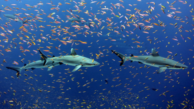 Sharks on parade. Two gray reef sharks (Carcharhinus amblyrhynchos) swim among colorful schools of anthias (Pseudanthias bartelttorum) in the waters of Jarvis Island, Pacific Remote Island Areas Marine National Monument.