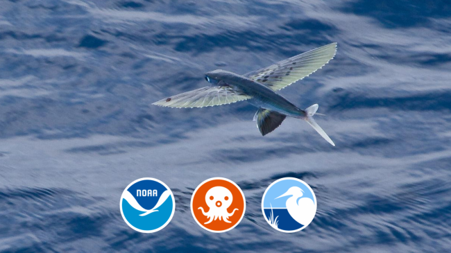 A single flying fish jumping out of the surface water with a episode banner at the top of the page. 