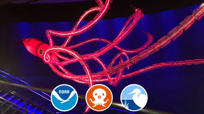 A red model of a giant squid hangs hangs from the ceiling in an aquarium. 