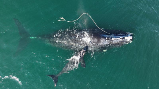 Mother right whale with newborn calf