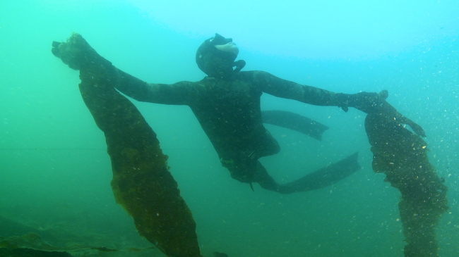 Free diver from the Puget Sound Restoration Fund collects sugar kelp to propagate at NOAA Fisheries' Manchester Research Station.