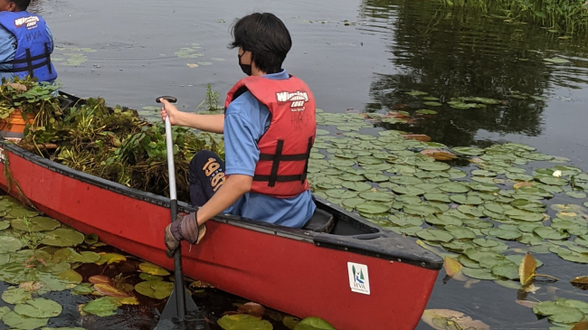 Students canoe on a lake. Their canoes are filled with aquatic plants they appear to have removed. 