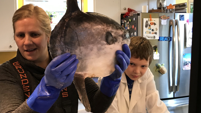 A child stands next to an adult holding up an ocean sunfish in a home kitchen. 
