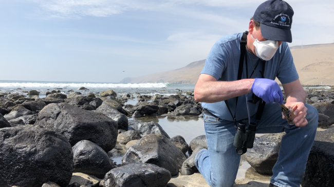 John Tarpley, regional operations branch chief for NOAA's Office of Response and Restoration Emergency Response Division, collects an oil sample at Playa Cavero near Lima, Peru. 
